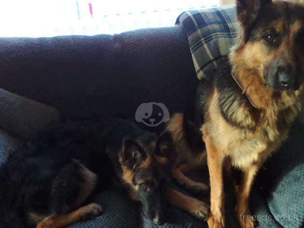 Male German shepherd for sale in Cardiff - Image 4