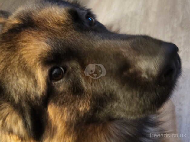 Male German shepherd for sale in Glasgow, Glasgow City