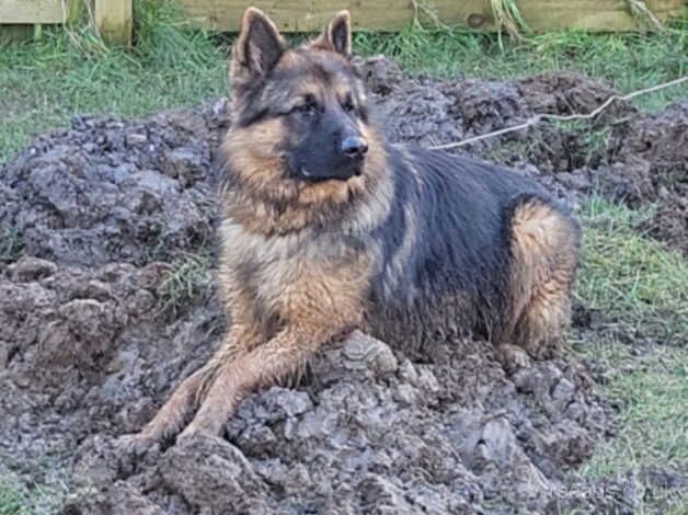 German Shepherd Puppies for sale in Glasgow City