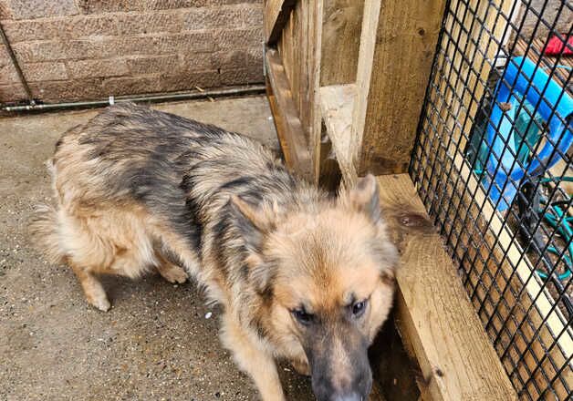 Male German shepherd for sale in Kingston upon Hull, East Riding of Yorkshire - Image 1