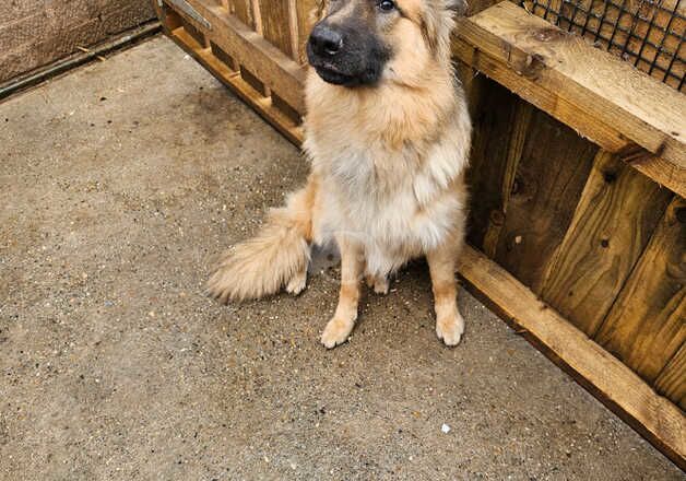 Male German shepherd for sale in Kingston upon Hull, East Riding of Yorkshire - Image 4