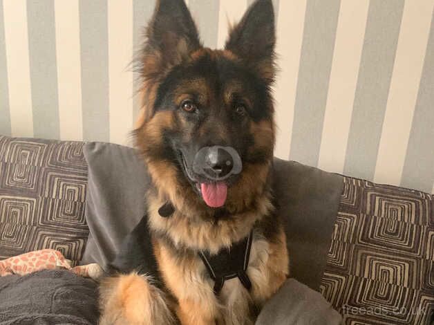 Male German shepherd for sale in Leeds, West Yorkshire