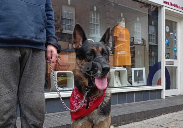 Male German Shepherd for sale in Norwich, Norfolk