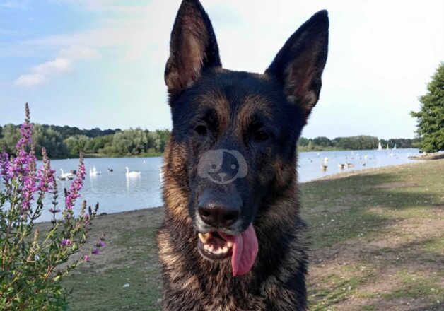 Male German Shepherd for sale in Norwich, Norfolk - Image 2