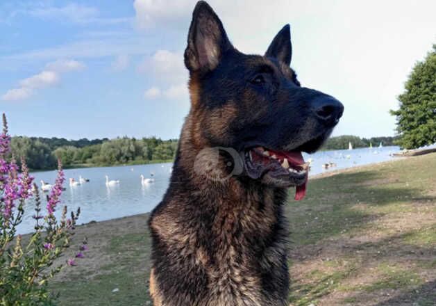 Male German Shepherd for sale in Norwich, Norfolk - Image 3