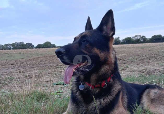 Male German Shepherd for sale in Norwich, Norfolk - Image 5