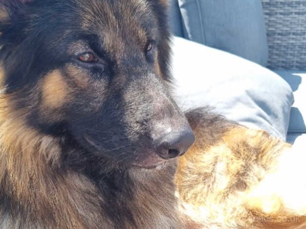 Male German Shepherd for sale in Swansea/Abertawe, Swansea