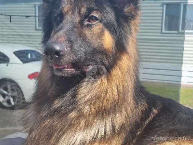 German Shepherds for sale in Swansea/Abertawe, Swansea