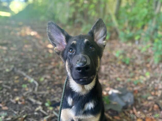 Male german shepherd for sale in Witham, Essex