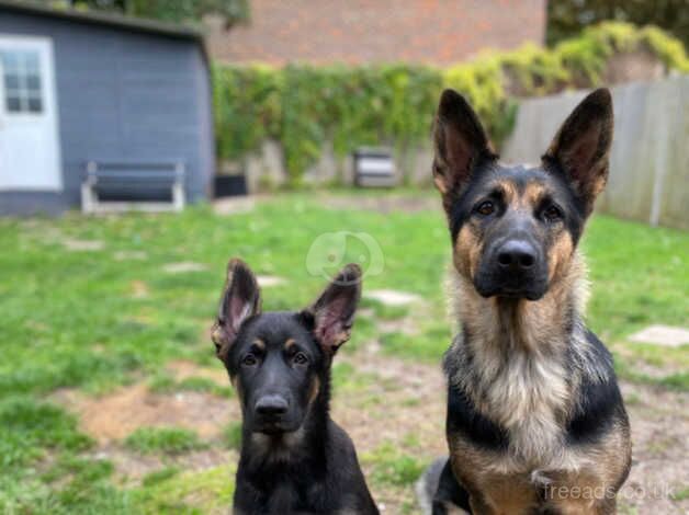 Male German shepherd pup for sale in Winchester, Hampshire