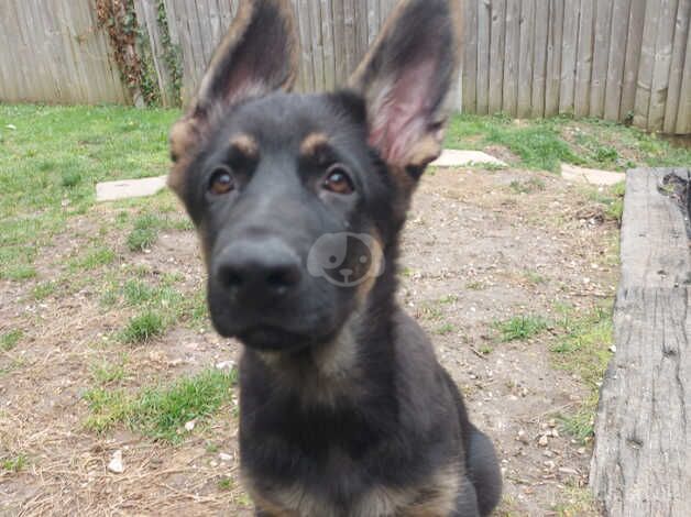 Male German shepherd pup for sale in Winchester, Hampshire - Image 4