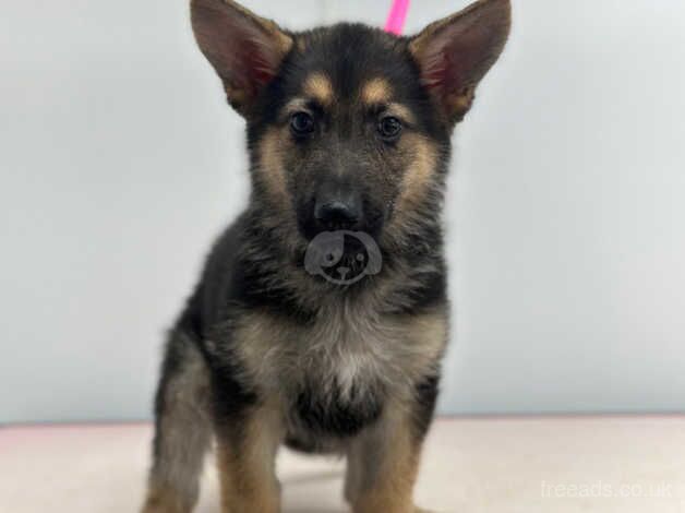 Male German shepherd pups for sale in Witham, Essex