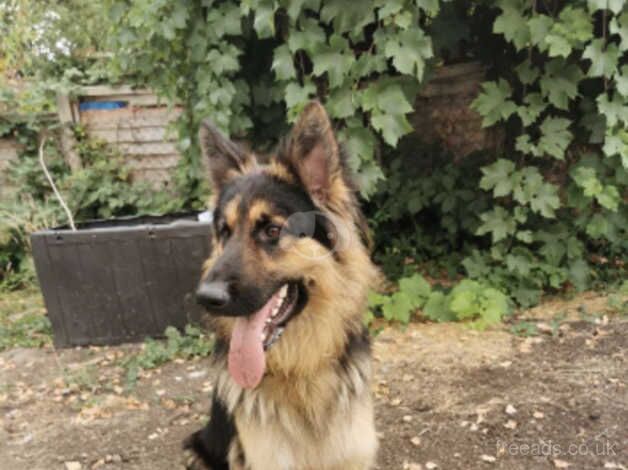 Male German Shepherd Pure Breed for sale in Basildon, Essex - Image 1