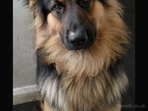 German Shepherds for sale in Basildon, Essex