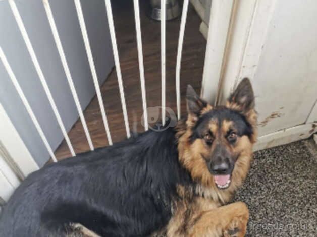 Male German Shepherd Pure Breed for sale in Basildon, Essex - Image 3