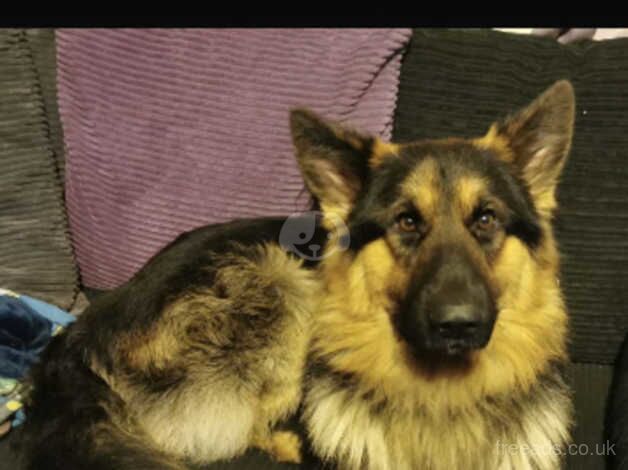 Male German Shepherd Pure Breed for sale in Basildon, Essex - Image 4