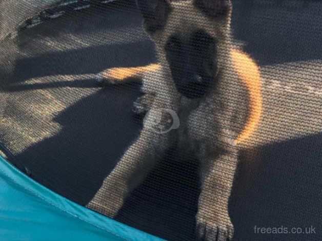 Male puppy German shepherd for sale in Swansea