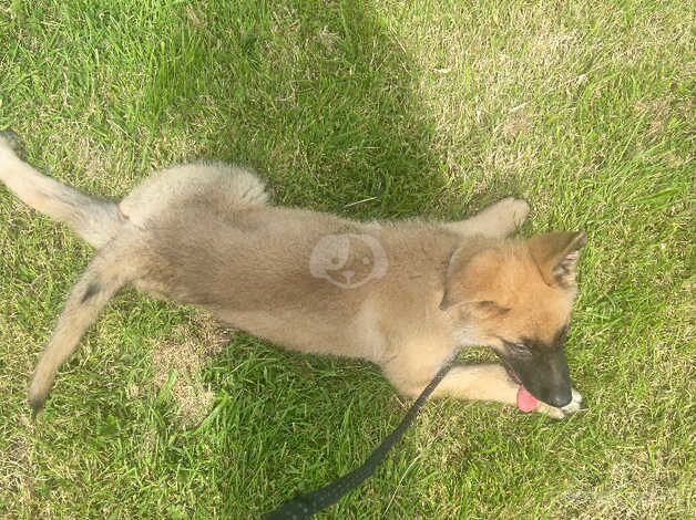 Male puppy German shepherd for sale in Swansea - Image 2