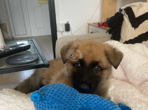 Male puppy German shepherd for sale in Swansea - Image 4