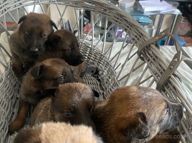 Mali cross German Shepard melsheaps for sale in Tipton, West Midlands - Image 2