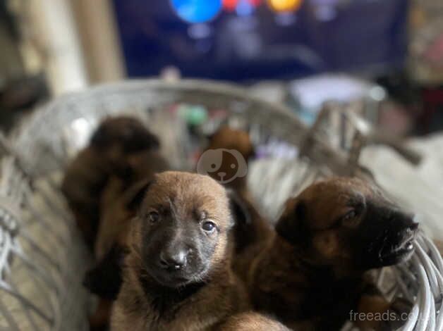 Mali cross German Shepard melsheaps for sale in Tipton, West Midlands - Image 3