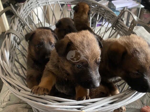 Mali cross German Shepard melsheaps for sale in Tipton, West Midlands - Image 4