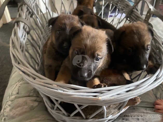 Mali cross German Shepard melsheaps for sale in Tipton, West Midlands - Image 5