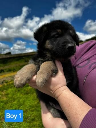 Mixed Litter German Shepherd Puppies for sale in Tiverton, Devon - Image 3