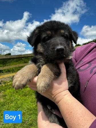Mixed Litter German Shepherd Puppies for sale in Tiverton, Devon - Image 5