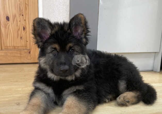 Mr.German_Scott/ Pure Bread German Shepherds ~LUZY~ 5*homes Stella - Femal for sale in Whaplode, Lincolnshire