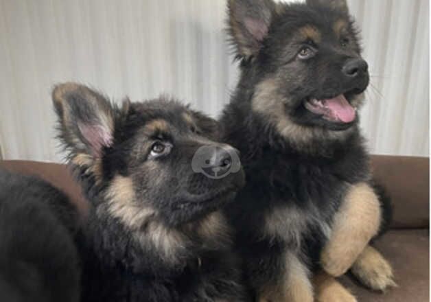 Mr.German_Scott/ Pure Bread German Shepherds ~LUZY~ 5*homes Stella - Femal for sale in Whaplode, Lincolnshire - Image 4