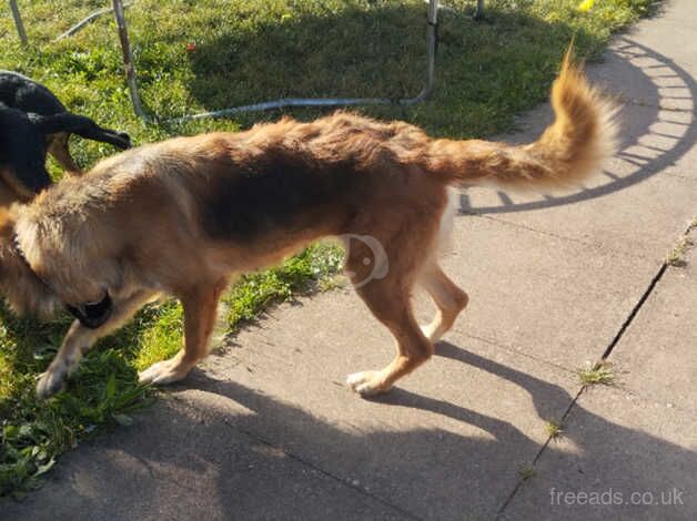 My lovly lovely ...boy for sale in Rugeley, Staffordshire - Image 4