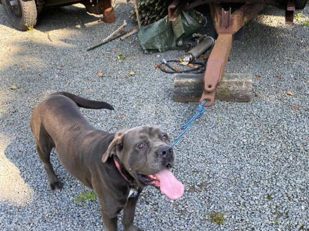 Neapolitan Mastiff for sale in Downpatrick, Down