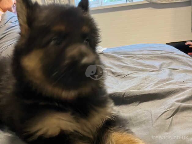 German Shepherd Puppies for sale in Nottinghamshire