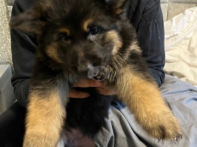 German Shepherd Puppies for sale