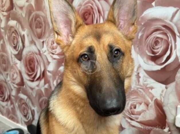 Nico German shepherd for sale in Rowley Regis, West Midlands - Image 1