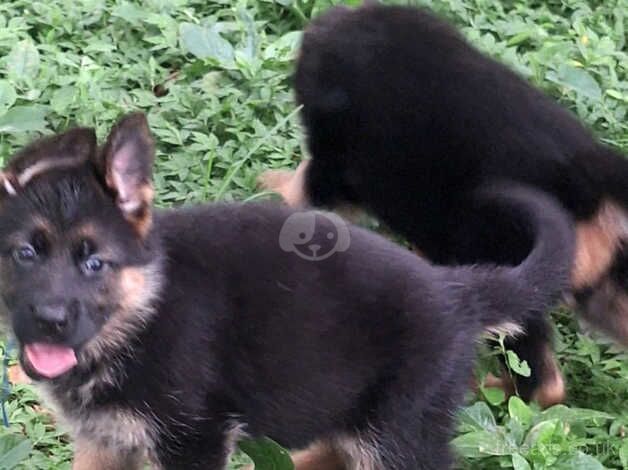 Obediant, Hip elbow scored German Shepherd puppies for sale in Yeovil, Somerset