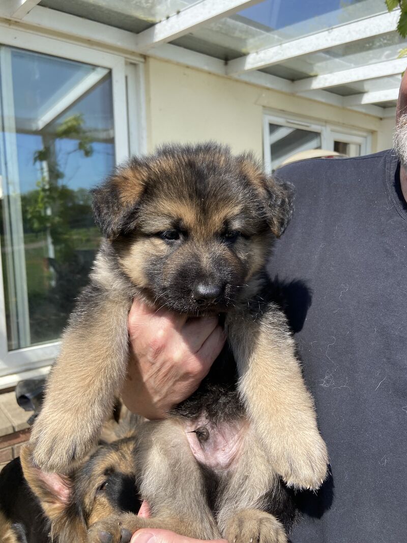 Olderhill german shepherd puppies sales for sale