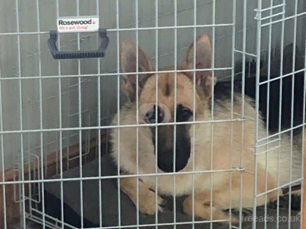 One year old Pedigree German Shepherd Boy for sale in Arbroath, Angus - Image 3