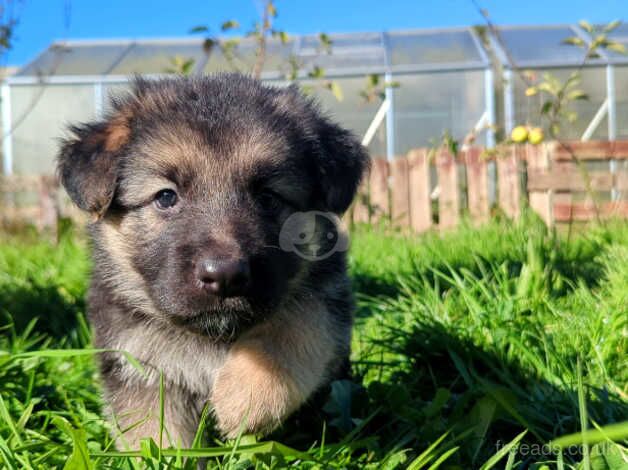 ONLY 4 STUNNING GERMAN SHEPARD PUPPIES LEFT for sale in Ebbw Vale/Glyn Ebwy, Blaenau Gwent