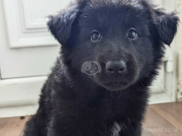 ONLY 4 STUNNING GERMAN SHEPARD PUPPIES LEFT for sale in Ebbw Vale/Glyn Ebwy, Blaenau Gwent - Image 3