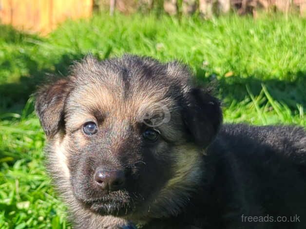 ONLY 4 STUNNING GERMAN SHEPARD PUPPIES LEFT for sale in Ebbw Vale/Glyn Ebwy, Blaenau Gwent - Image 4