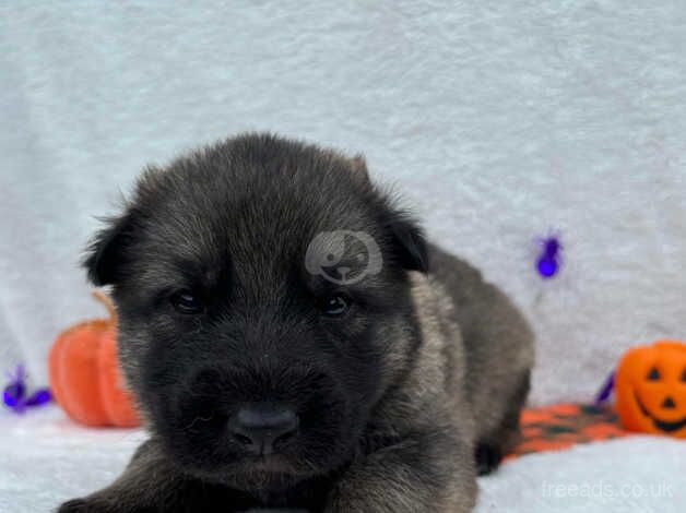 Outstanding German Shepherd Puppies for sale in Wisbech, Norfolk - Image 2