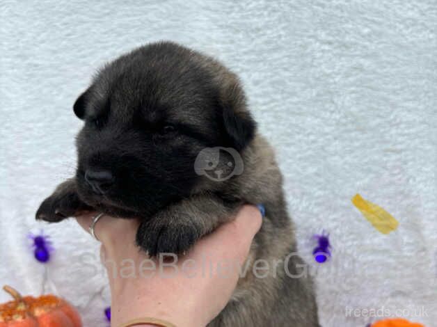 Outstanding German Shepherd Puppies for sale in Wisbech, Norfolk - Image 3