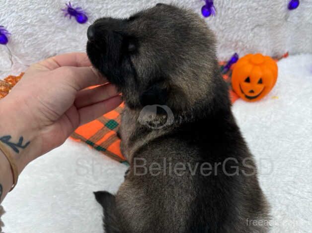 Outstanding German Shepherd Puppies for sale in Wisbech, Norfolk - Image 4