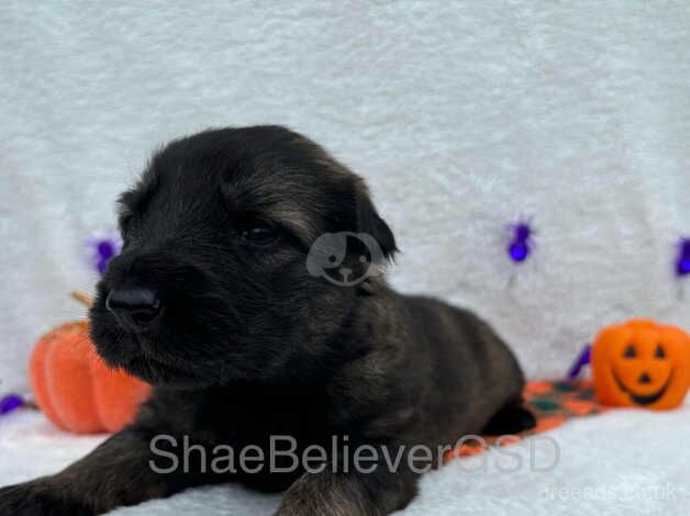 Outstanding German Shepherd Puppies for sale in Wisbech, Norfolk - Image 5