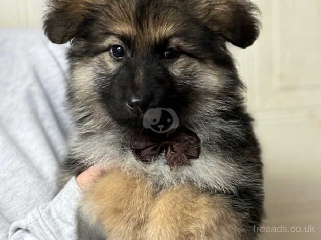 German Shepherd Puppies for sale