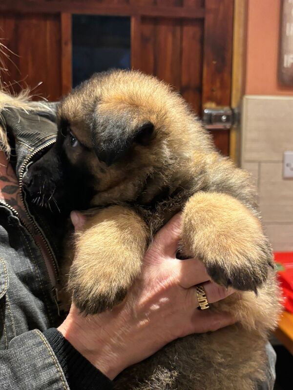 German Shepherd Puppies for sale