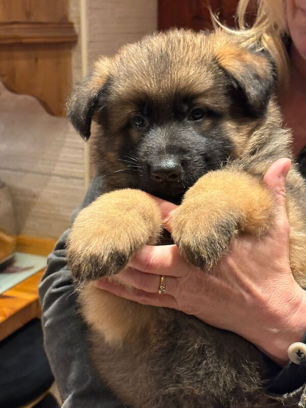 Outstanding pups for sale in Wisbech, Cambridgeshire - Image 6
