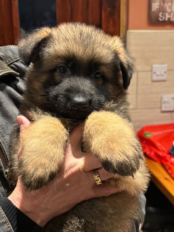 Outstanding pups for sale in Wisbech, Cambridgeshire - Image 8